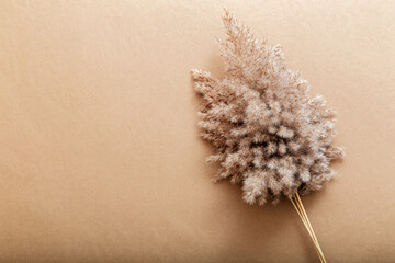 Reed pampas on beige craft paper background. Beige frame background with copy space and flower of...