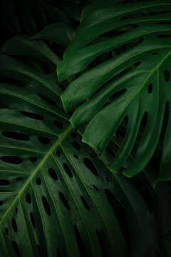 tropical plants
