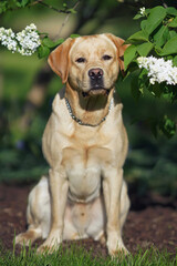 Serious yellow Labrador Retriever dog with a chain collar posing outdoors sitting under a blooming Bird cherry shrub with white flowers in spring