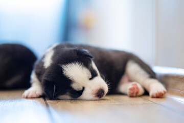 Black and white husky puppy resting on the floor in a house or apartment. Pets indoors