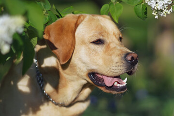 The portrait of a yellow Labrador Retriever dog with a chain collar posing outdoors in white...