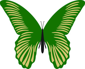 Butterfly with spots on white background. Vector illustration