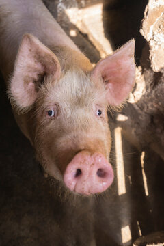 Organic Pig