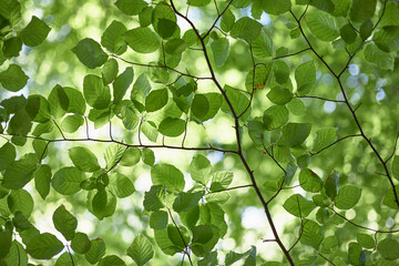 Detail of Beech tree leaves in Spring. Norfolk, UK.