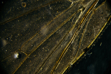 Dark abstract insect wing detail