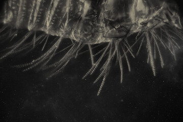 Space alien creature concept