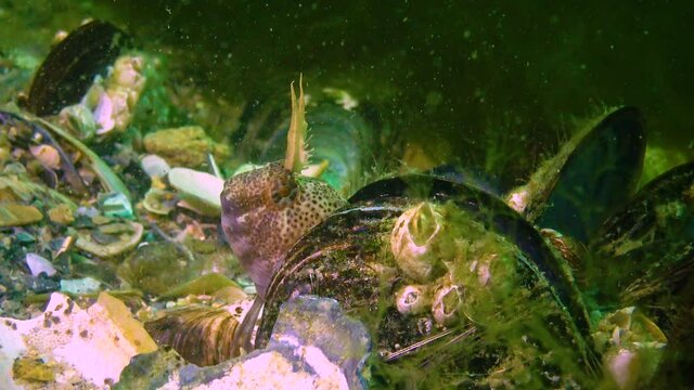 Tentacled blenny (Parablennius tentacularis) on the seabed, Black Sea.