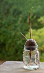 avocado fruit pit being germinated in a glass jaravocado fruit pit being germinated