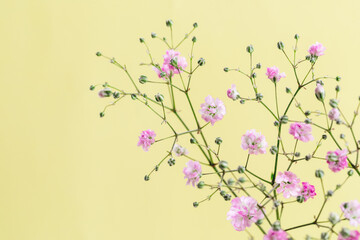 Beautiful pink Baby's Breath flowers against a yellow background