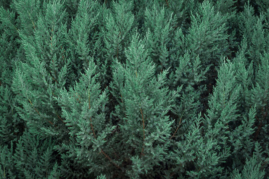 Amazing background of evergreen pine tree. © vittaliya
