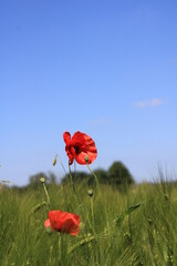 Mohnblumen Duo vor blauem Himmel