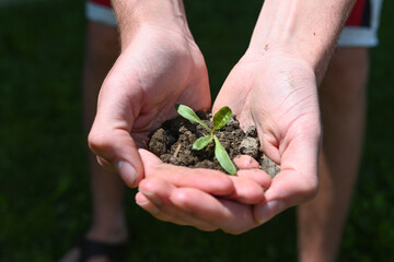 terra pianta natura piantina crescere orto 