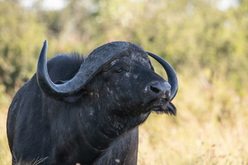Closeup view of African buffalo