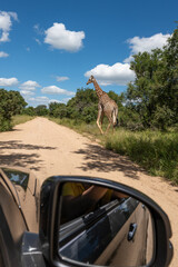 Safari in Kruger park. Car mirror and African Giraffe on the road