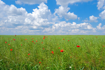 Field of green unripe rape oilseed on a cloudy blue sky background in summer. Unripe young and green rapeseed pods field, copy space