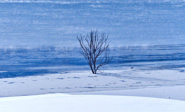 Winter tree on the lake