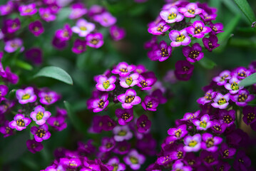 Branch of Alyssum Easter Bonnet Violet, small flowers close-up