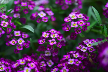 Fototapeta na wymiar Branch of Alyssum Easter Bonnet Violet, small flowers close-up