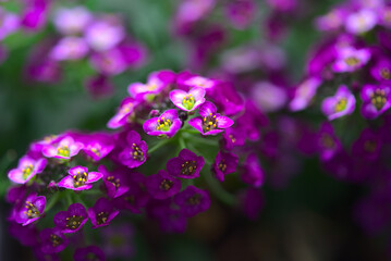 Fototapeta na wymiar Branch of Alyssum Easter Bonnet Violet, small flowers close-up