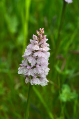Small wild orchid pink flower of the meadows in France