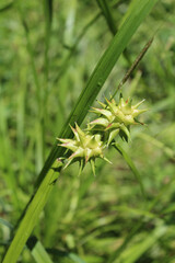 Gray's sedge perigynia at Miami Woods in Morton Grove, Illinois
