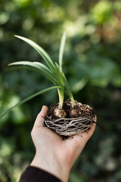 Hand holding snowdrop bulbs with roots