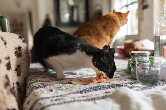 Two cats on kitchen table