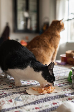 Cat having meal on kitchen table