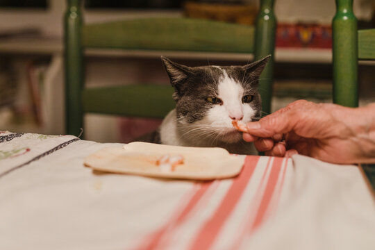 Hand Offering Food To Picky Cat