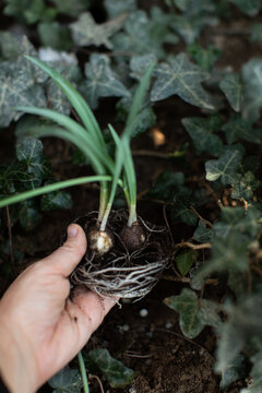 Putting bulbs with roots in the ground