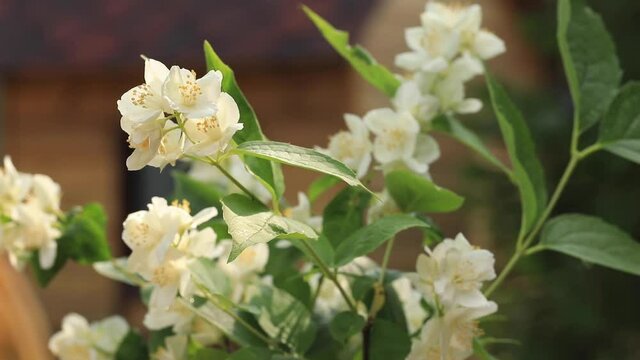 A branch of jasmine with white flowers sways in the wind.
