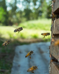 bees in flight entering a hive