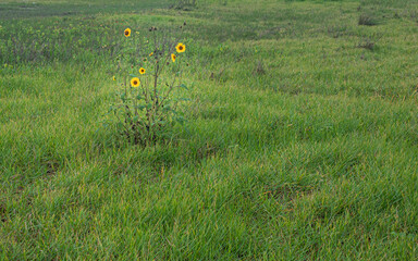 sunflower blooming close-up natural background 