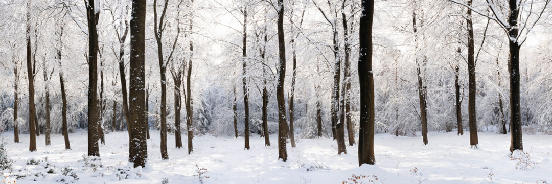 English woodland covered in snow North Yorkshire
