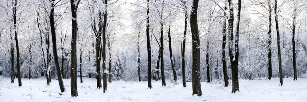 English woodland covered in snow