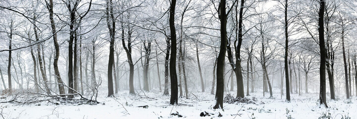 Swinsty woodland in winter Yorkshire Dales 2