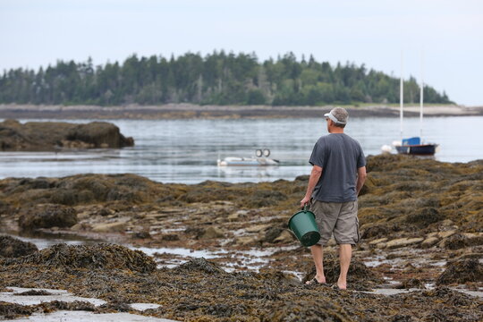 A man in shorts is walking through the seaweed Gathering mussels in the tidepools in Maine.