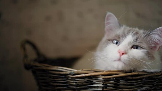 Close-up shot of a cute sleepy white Munchkin cat lying in a wicker basket.