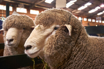 close-up of a pair of Corriedale sheep during an exhibition in Argentina