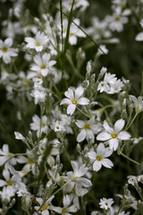 Background of blooming Cerastium tomentosum