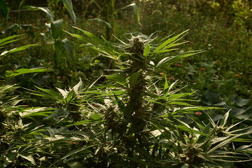 Planta de marihuana en floracion.