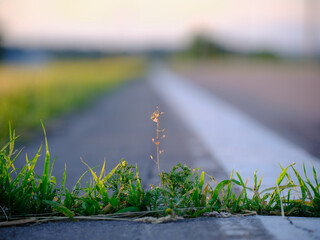 道路脇の雑草