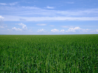 緑の麦畑と青空