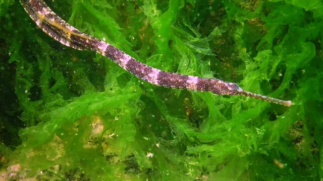 Narrow-snouted pipefish (Syngnathus tenuirostris) on the seabed among algae, Black Sea, Red Book Ukraine