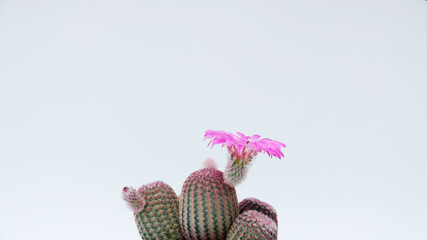 Cactus Echinocereus rigidissimus rubispinus with flower side view