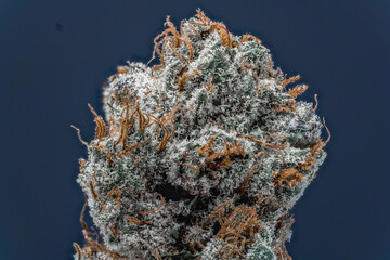 Cannabis Flower Macro - Strain: Tahoe Cookies