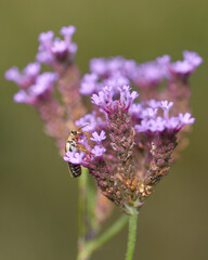 small pink flowers with a green blurred background