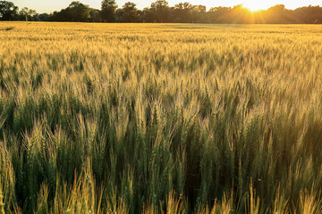 A glowing field of winter wheat during the sunset.