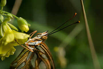 macro photography of a butterfly perched on a yellow flower