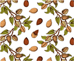 Sketch drawing pattern of colorful almond nut tree isolated on white background. Outline hand  drawn almond nuts in shell on branch, nutshell, leaves, botany . Organic vegan snack. Vector illustration - 439701497